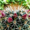 Mammillaria_ magnifica_ 06